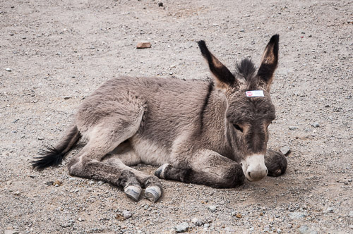 DSC_3623.jpg DSC_3623.jpg