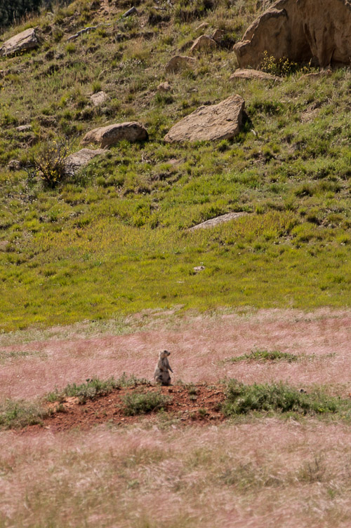 DSC_6216.jpg DSC_6216.jpg