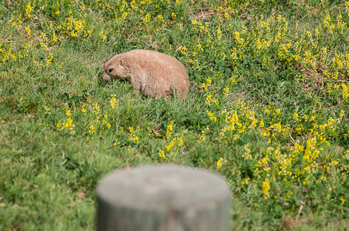 DSC_6278.jpg DSC_6278.jpg