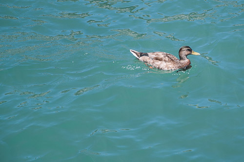 DSC_7137.jpg DSC_7137.jpg